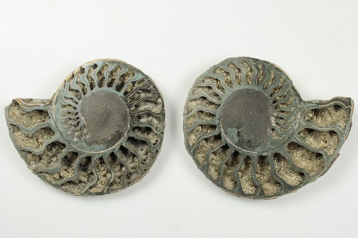 3.3" Cut & Polished, Pyritized Ammonite Fossil - Russia